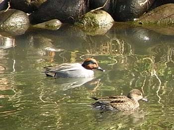 08_0209_kogamo2.jpg
