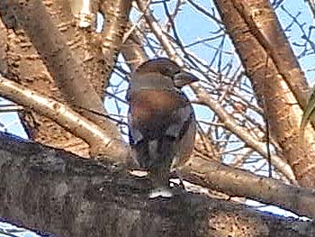 08_0209_sime2.jpg