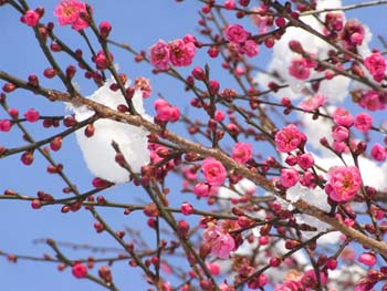 08_0211_koubai.jpg