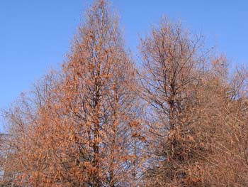 08_0213_rakuusho2.jpg
