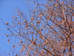08_0213_rakuusho3.jpg