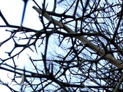 08_0217_karatati1.jpg