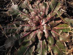 08_0219_mematuyoi.jpg