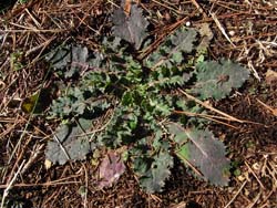 08_0219_nogesi.jpg