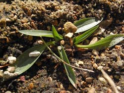 08_0220_nejibana.jpg