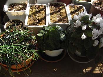 08_0221_cyclamen1.jpg