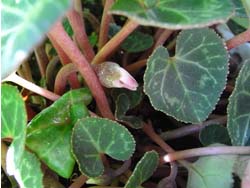 08_0221_cyclamen3.jpg