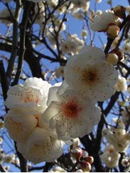 08_0222_yae_hakubai.jpg