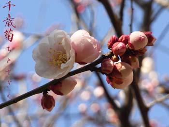 08_0223_titosegiku.jpg