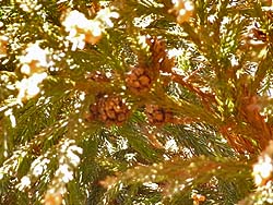 08_0225_sugi2.jpg