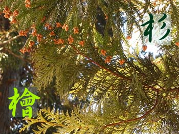 08_0225_sugi_hino.jpg