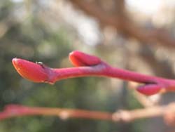 08_0226_nejiki3.jpg