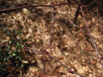 08_0227_nigaitigo1.jpg