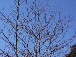 08_0228_mizki1.jpg