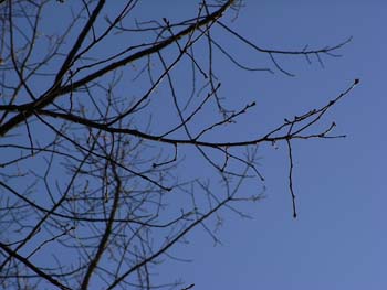 08_0302_konara1.jpg