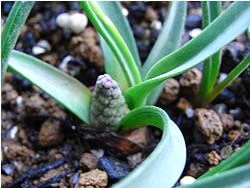 08_0305_muscari.jpg