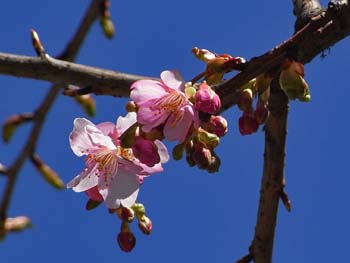 08_0306_kawadu_s3.jpg
