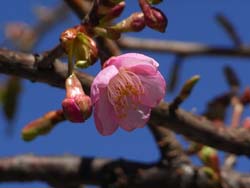 08_0306_kawadu_s5.jpg