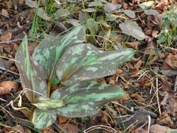 08_0307_katakuri5.jpg