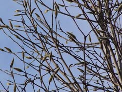 08_0312_tamusiba3.jpg