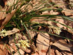 08_0318_kansuge01.jpg