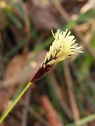 08_0318_kansuge02.jpg