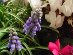 08_0326_muscari01.jpg