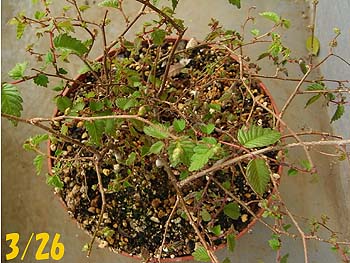 08_0327_keyaki05.jpg