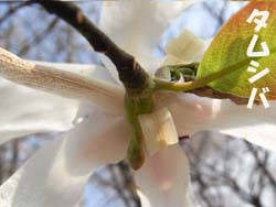 08_0406_tamusiba2.jpg