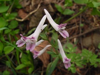 08_0407_jirobo_e.jpg