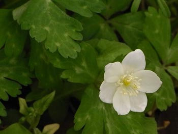 08_0407_nirinso4.jpg