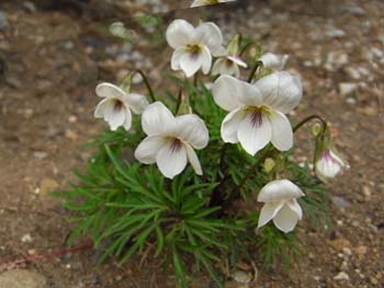 08_0408_higo_s.jpg