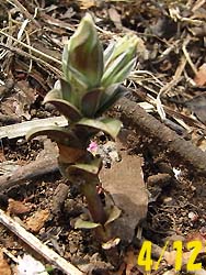 08_0412_fuderindo7.jpg