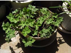 08_0414_gennoshoko.jpg
