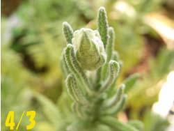 08_0414_lavender1.jpg
