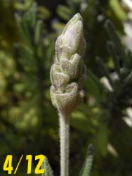 08_0414_lavender2.jpg