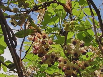 08_0415_akebi3.jpg