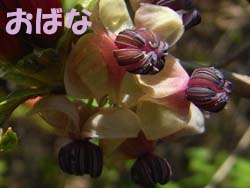 08_0415_akebi4.jpg