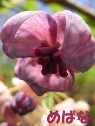 08_0415_akebi5.jpg