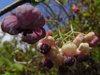 08_0415_akebi6.jpg