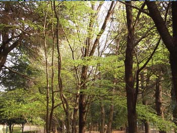 08_0417_egonoki1.jpg