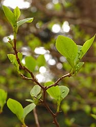 08_0417_egonoki2.jpg