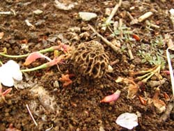 08_0419_amigasa2.jpg