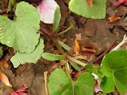 08_0423_nyoisumire09.jpg