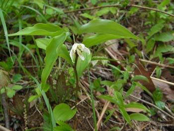 08_0423_tigoyuri9.jpg