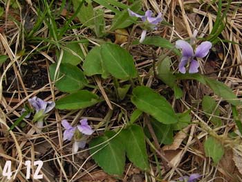 08_0425_kosumire02.jpg