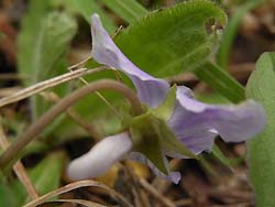 08_0425_kosumire04.jpg