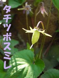 08_0425_t_sumire08.jpg