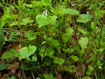 08_0426_tatitubo_s4.jpg