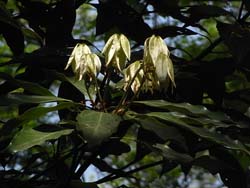 08_0428_sirodamo1.jpg